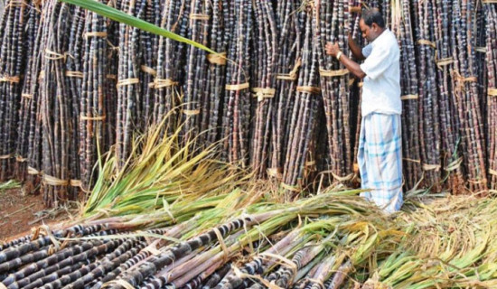 बगर खेतीबाट मनग्गे आम्दानी