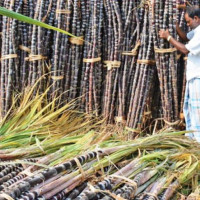 सहकारीका सदस्यद्वारा सामूहिक तरकारी खेती