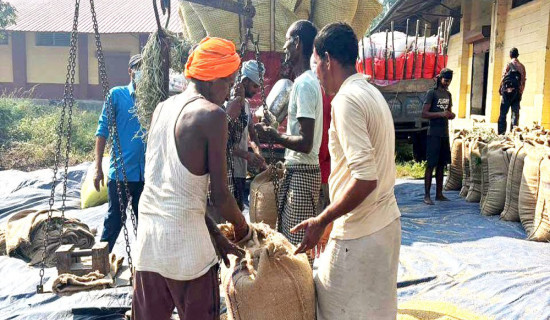 नेपालगन्जमा खाद्य व्यवस्था कम्पनीद्वारा १५ हजार क्विन्टल धान खरिद