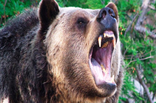 जापानमा भालु आक्रमण तिव्र