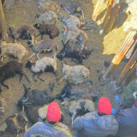 केन्द्रीय बैङ्कले उपदान कोषमा रहेको रकम लगानी गर्ने