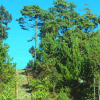 तिमी (कविता)