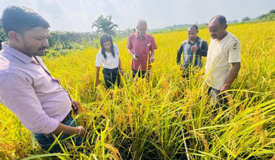 धानको उत्पादन घटेसँगै मूल्यमा पनि गिरावट