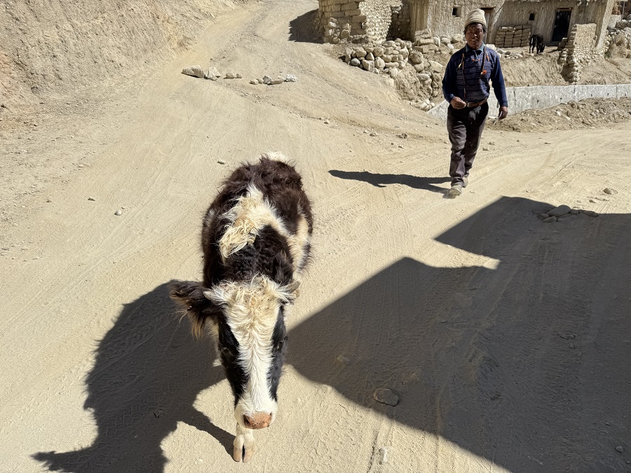 मुस्ताङमा लुलु गाईको सङ्ख्या बढाउन १० लाख बजेट