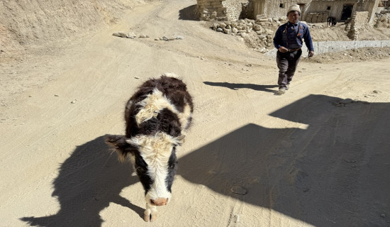 मुस्ताङमा लुलु गाईको सङ्ख्या बढाउन १० लाख बजेट