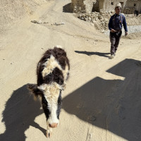 चितुवाको आक्रमणबाट बालकको मृत्यु