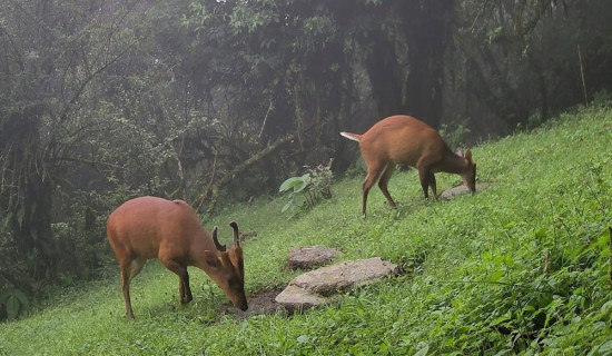 क्यामेरा जडानपछि वन्यजन्तु सिकार नियन्त्रणमा