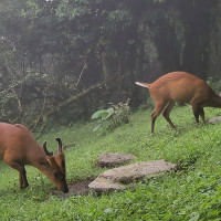 चैते धानखेती घट्दै