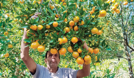 जहाँ बोक्रा र बियाँ खल्तीमा हाल्नु पर्छ