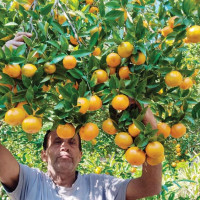 जुम्लामा दुई हजारभन्दा बढी हेक्टरमा मार्सीधानको खेती