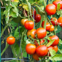 जुम्लामा दुई हजारभन्दा बढी हेक्टरमा मार्सीधानको खेती