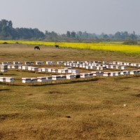 रेसुङ्गाको दिगो सौन्दर्यीकरण : ५० संस्थाले ३६ खण्डमा स्वतर्स्फुत काम गर्ने