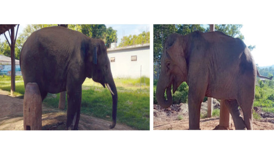 जकःमिलाई नेपाः रत्नको उपाधि