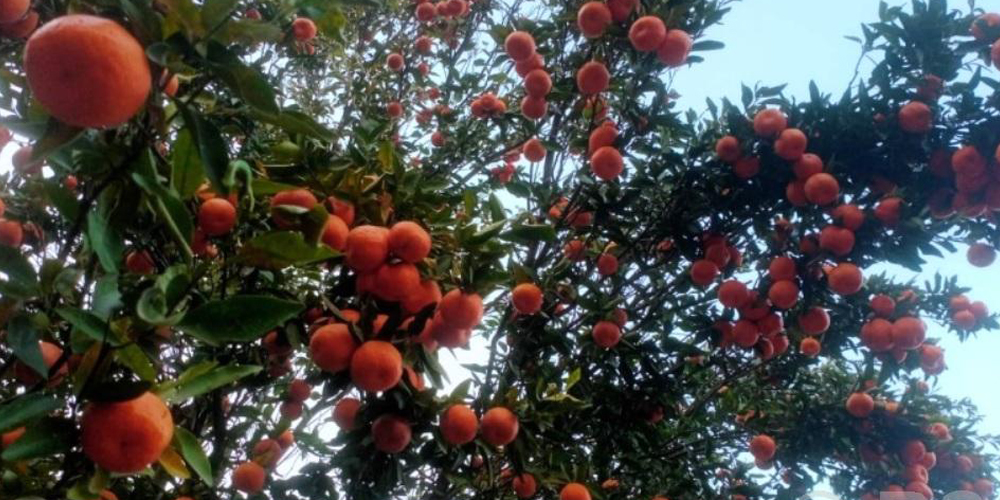 सुन्तला खेतीले फेरिँदै भोजपुरका किसानको जीवनस्तर