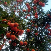 जकःमिलाई नेपाः रत्नको उपाधि