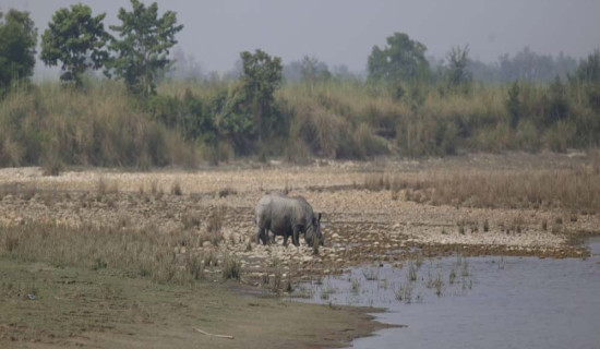 पानीको अभावमा भारततर्फ गैँडा पलायन
