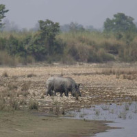 बैंकिङ कसुरका फरार प्रतिवादी पक्राउ