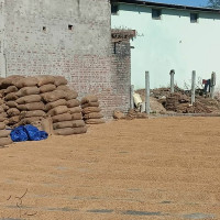 कम मूल्यमा धान बिक्री गर्न बाध्य सप्तरीका किसान