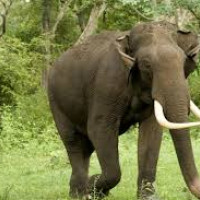 हापुरखोला पुल  :  म्याद सकिन लाग्दा कामै सुरु छैन