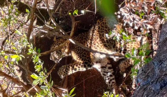 बैतडीमा चितुवा पासोमा फसेको अवस्थामा भेटियो