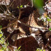 वन डढेलोको जोखिम व्यवस्थापन गर्न राष्ट्रिय रणनीति र कार्ययोजना निर्माण