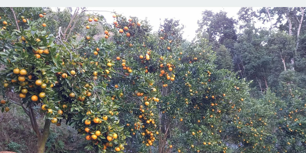 अर्बकुना सुन्तला उत्पादन कृषक समूहद्वारा ८७ लाखको सुन्तला बिक्री