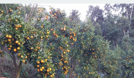 अर्बकुना सुन्तला उत्पादन कृषक समूहद्वारा ८७ लाखको सुन्तला बिक्री