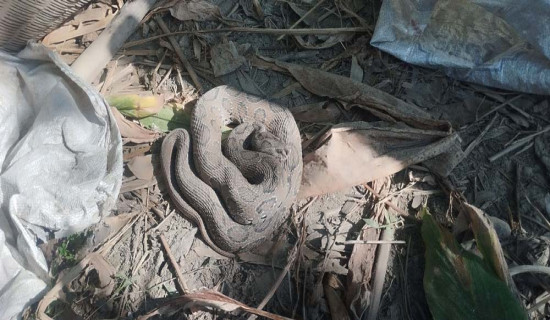 कैलालीमा भेटियो ‘रसेल भाइपर’ सर्प