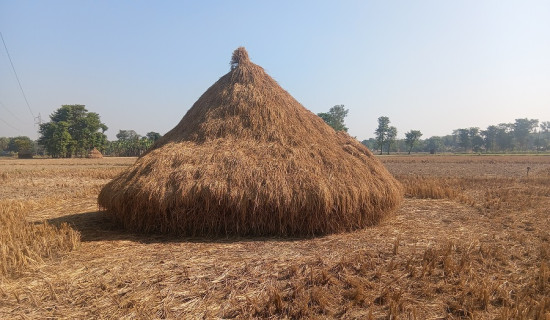 टी-२० विश्वकपमा भारत च्याम्पियन