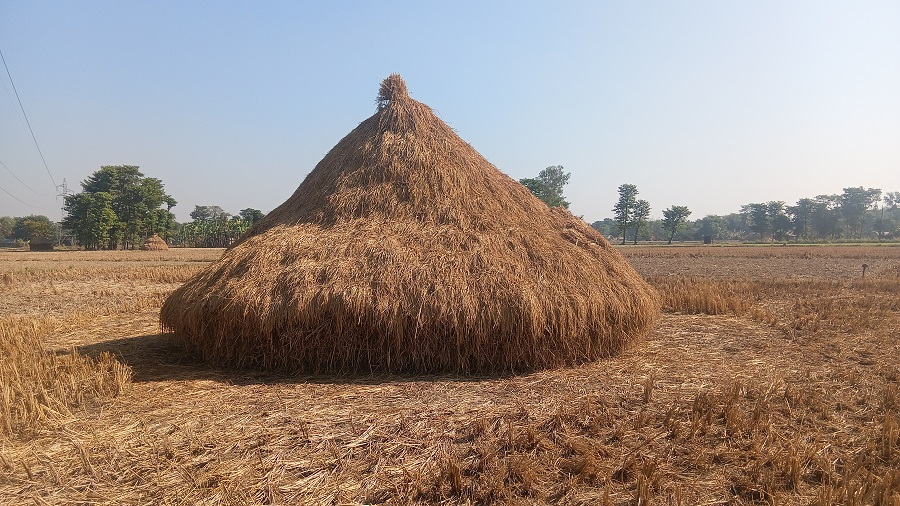 धानको समर्...