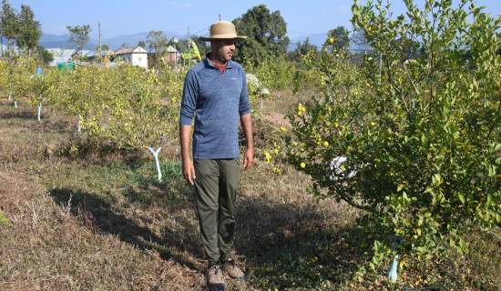 व्यावसायिक कागतीखेतीमा व्यस्त सिभिल इन्जिनियर लोहनी