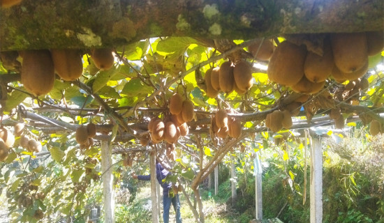 किबी खेतीको आकर्षण बढ्दो