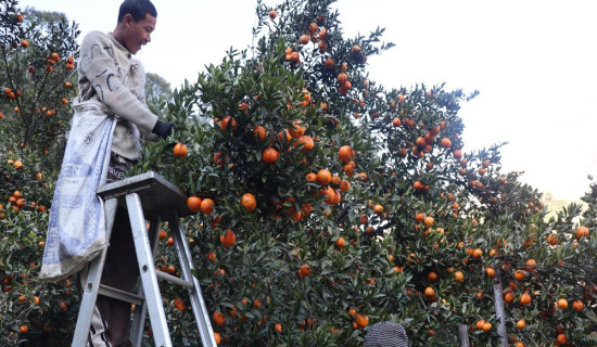सुन्तला टिप्ने काम खोज्दै धादिङका युवा म्याग्दीमा