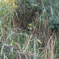 भोजपुर-खोटाङ जोड्ने पर्यटकीयस्थल तावा भन्ज्याङको प्रवर्धनको खाँचो