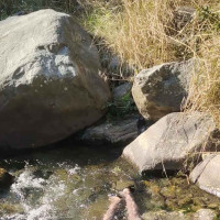 पाथीभरामा साढे ७५ लाख भेटी सङ्कलन