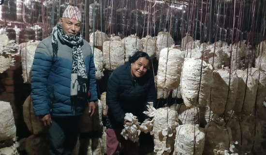 च्याउखेतीको कमाइले छोराछोरी युके र जापान