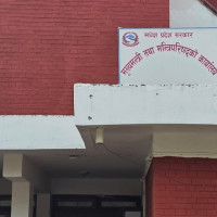 अन्न नउब्जने भिरालोमा ‘वनतरुल’ खेती