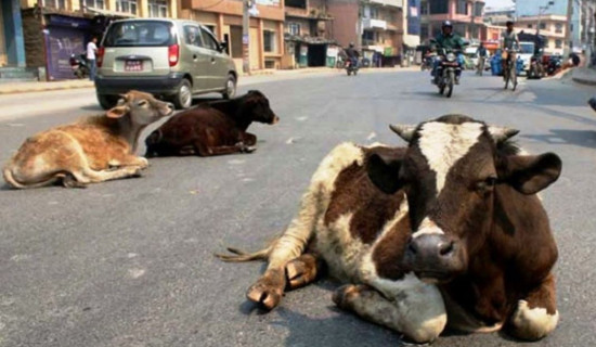 छाडा पशुचौपाया नियन्त्रण गर्न गौशाला निर्माण गरिँदै