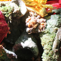 निःशुल्क आँखा शिविरले एक सय बढीको जीवनमा उज्यालो