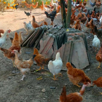 निर्वाचन केन्द्रित सुरक्षा चुस्त पार्दै नेपाल प्रहरी