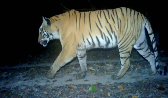 शुक्लाफाँटामा बाघ गणनाको तयारी