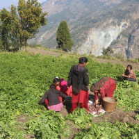 थापालाई सम्मान, सिङ्जाङ्गोलाई पुरस्कार