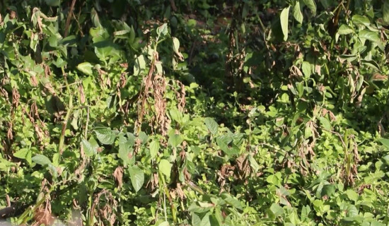 भोजपुरमा हिउँदे आलुमा डढुवाको सङ्क्रमण
