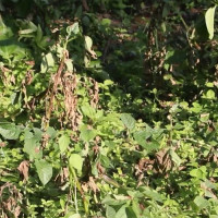 ‘संविधान संशोधन गर्न आवश्यक’