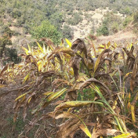 संस्कृति छोड्नै नहुने पक्ष हो : प्रधानमन्त्री ओली