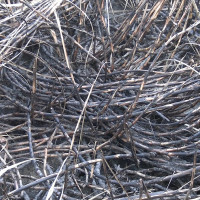 सांस्कृतिक पर्व भाँड्नेखालका क्रियाकलाप हुनुहुँदैन : प्रधानमन्त्री