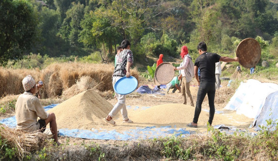 धनकुटामा २३ प्रतिशतल घट्यो धान उत्पादन