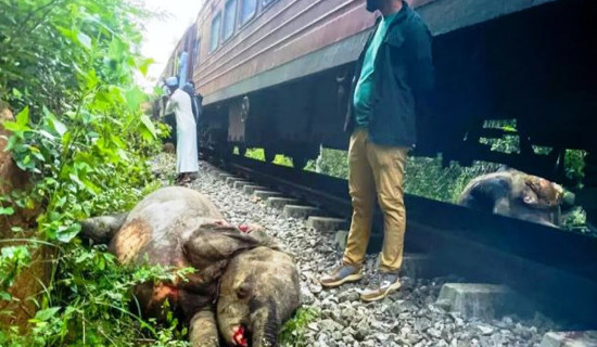 भारतमा रेल दुर्घटनामा परी सात हात्तीको मृत्यु