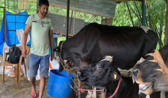 पसिनाका गन्धमा सफलता खोज्ने तिवारी