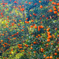 एक जना पर्यटकलाई पनि भएन कुनै क्षति